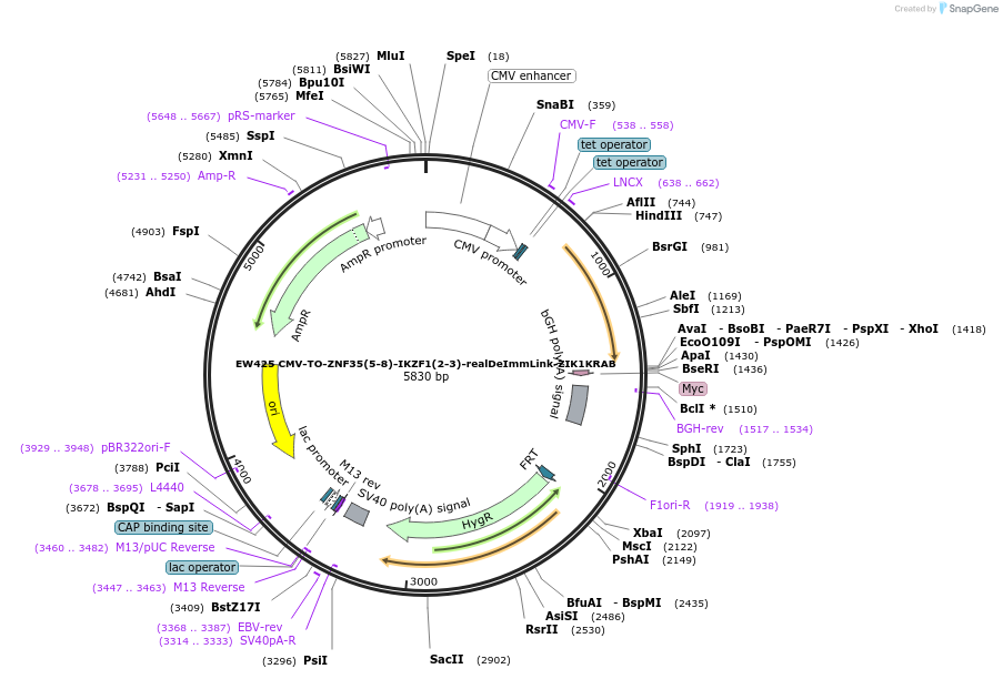 236142-plasmid-map-sequence-id-468373