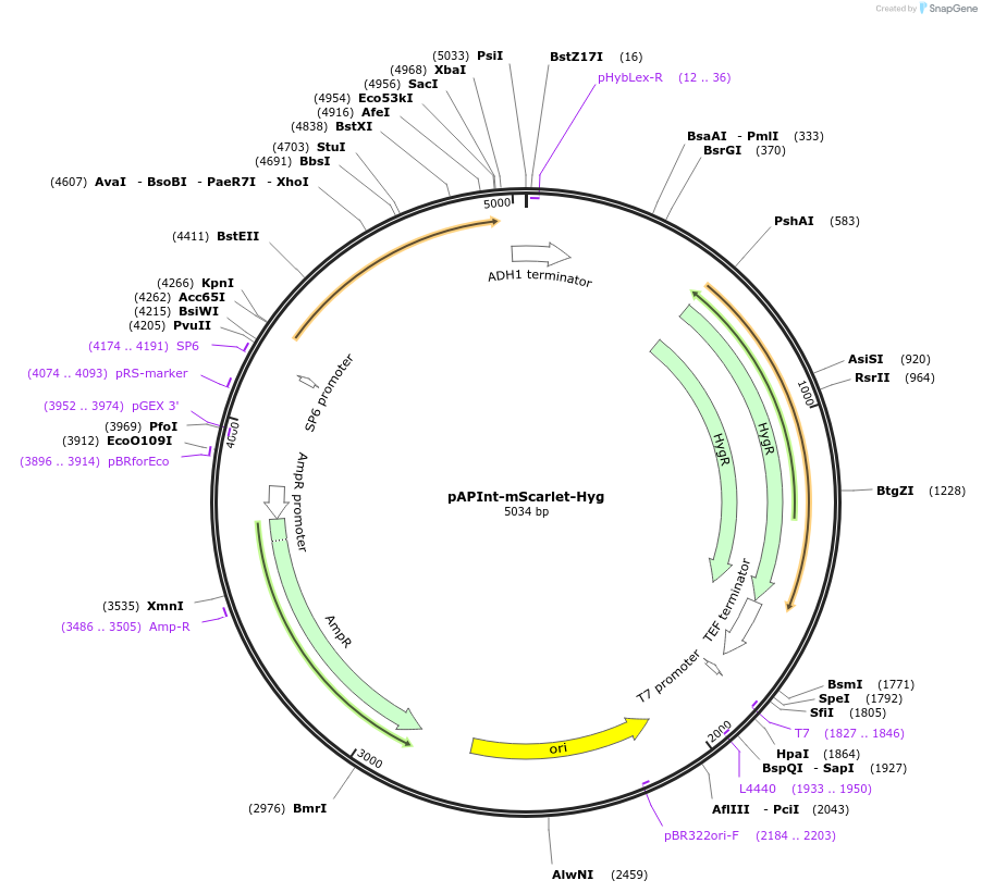 236492-plasmid-map-sequence-id-468375
