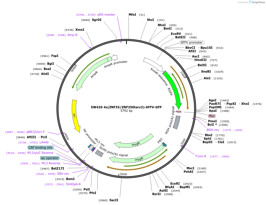 236139-plasmid-map-sequence-id-468376