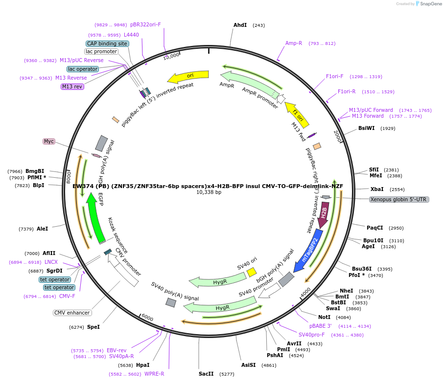 236176-plasmid-map-sequence-id-468380