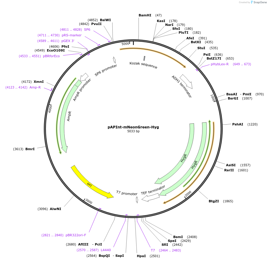 236483-plasmid-map-sequence-id-468382