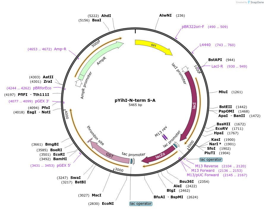 233096-plasmid-map-sequence-id-468386