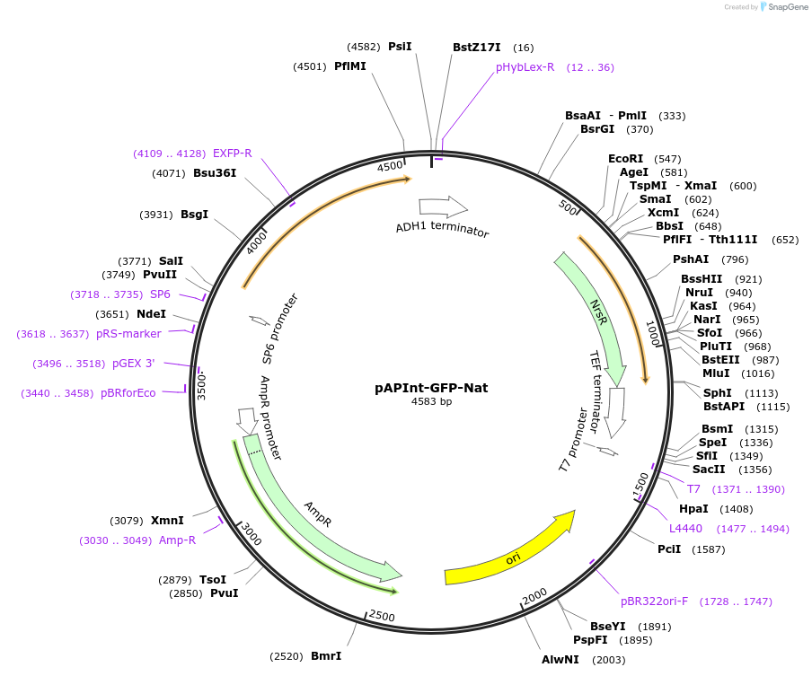 236476-plasmid-map-sequence-id-468388