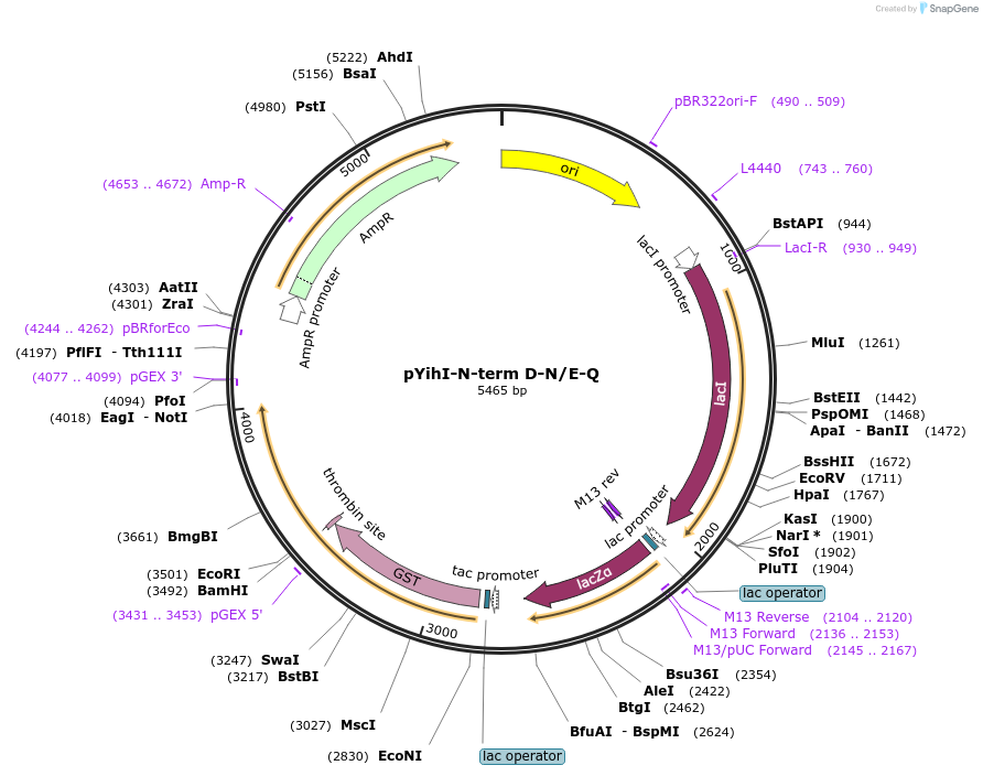 233095-plasmid-map-sequence-id-468389