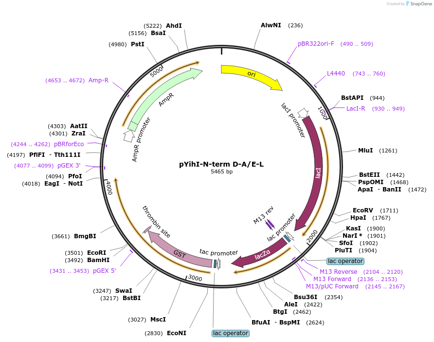 233097-plasmid-map-sequence-id-468390