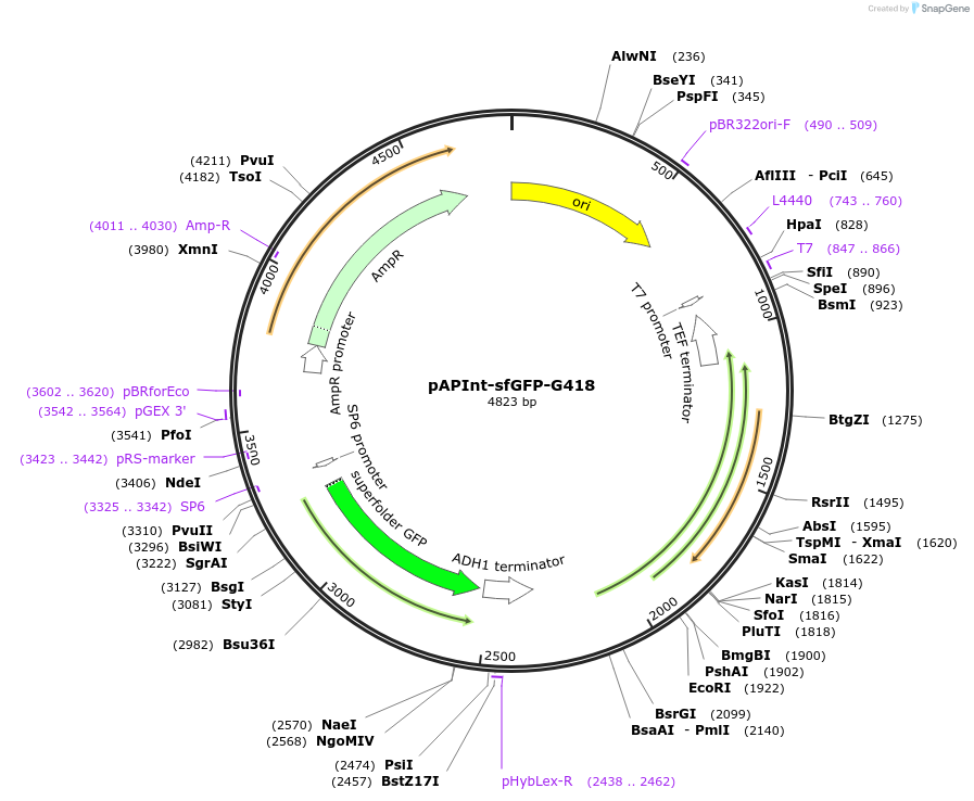 236481-plasmid-map-sequence-id-468392