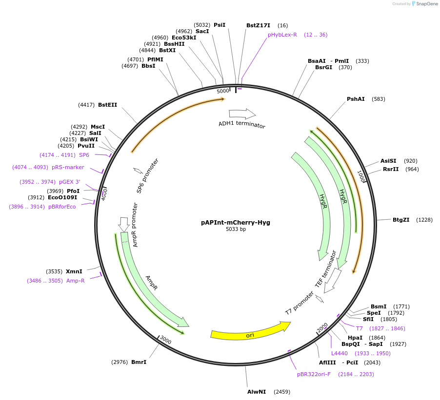 236489-plasmid-map-sequence-id-468393
