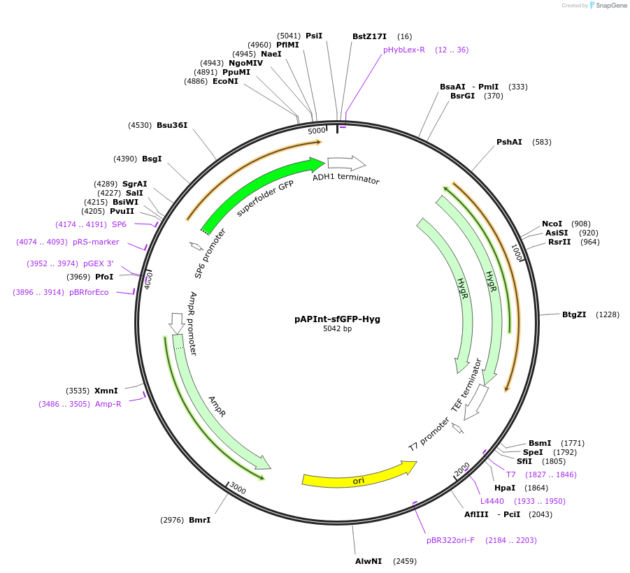 236480-plasmid-map-sequence-id-468397
