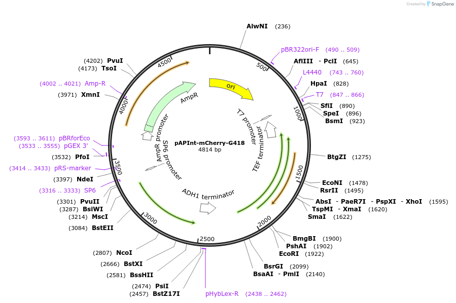 236490-plasmid-map-sequence-id-468398