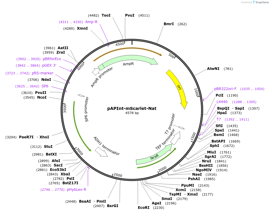 236491-plasmid-map-sequence-id-468399
