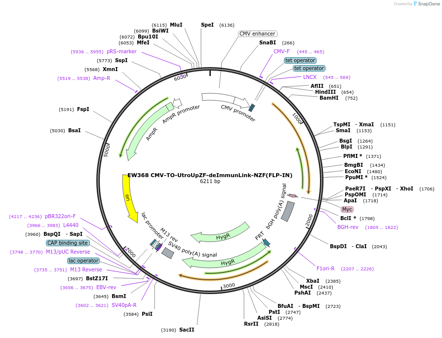 236154-plasmid-map-sequence-id-468403