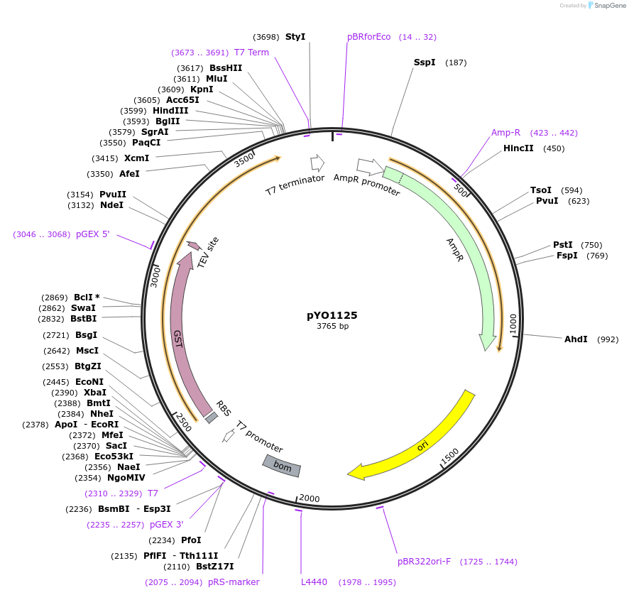 235742-plasmid-map-sequence-id-468404