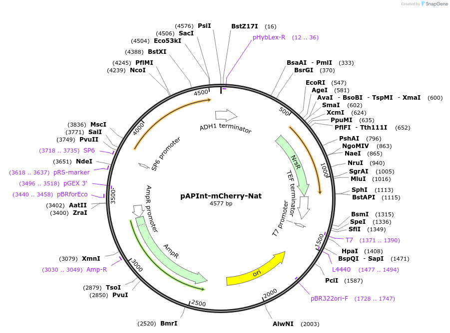 236488-plasmid-map-sequence-id-468405
