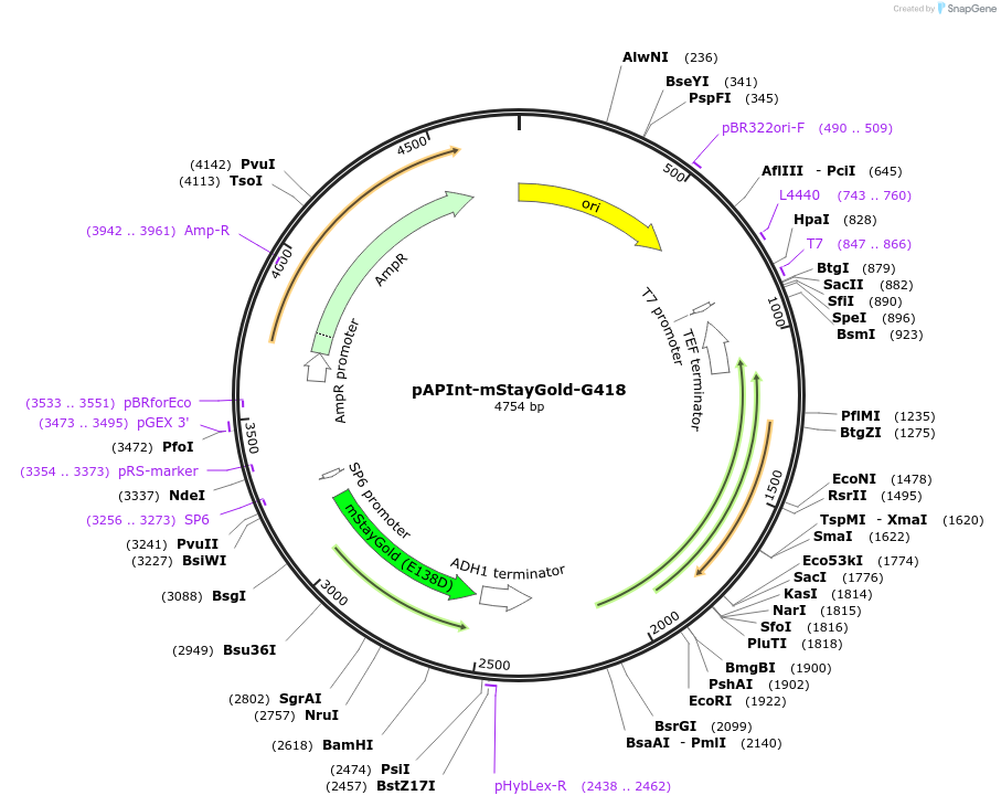236487-plasmid-map-sequence-id-468406