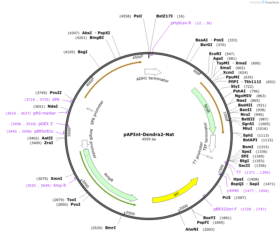 236494-plasmid-map-sequence-id-468407