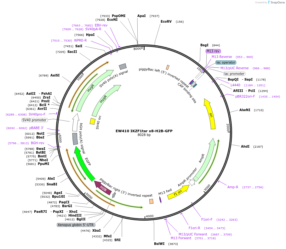 236156-plasmid-map-sequence-id-468408