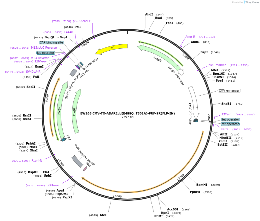 236126-plasmid-map-sequence-id-468414