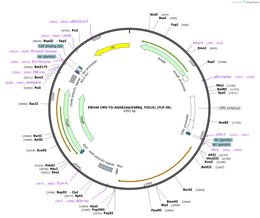 236125-plasmid-map-sequence-id-468415