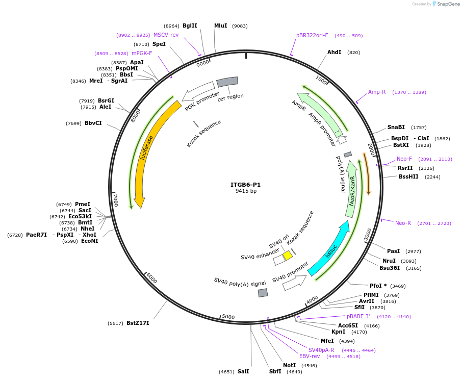 236031-plasmid-map-sequence-id-468419