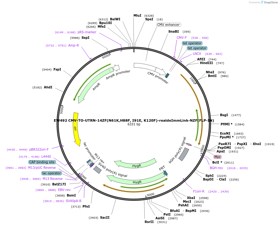 236150-plasmid-map-sequence-id-468429
