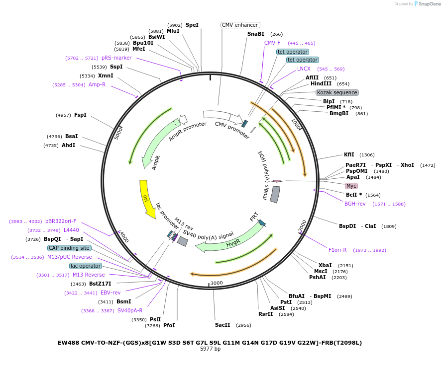 236159-plasmid-map-sequence-id-468430