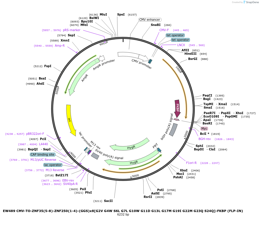 236147-plasmid-map-sequence-id-468434