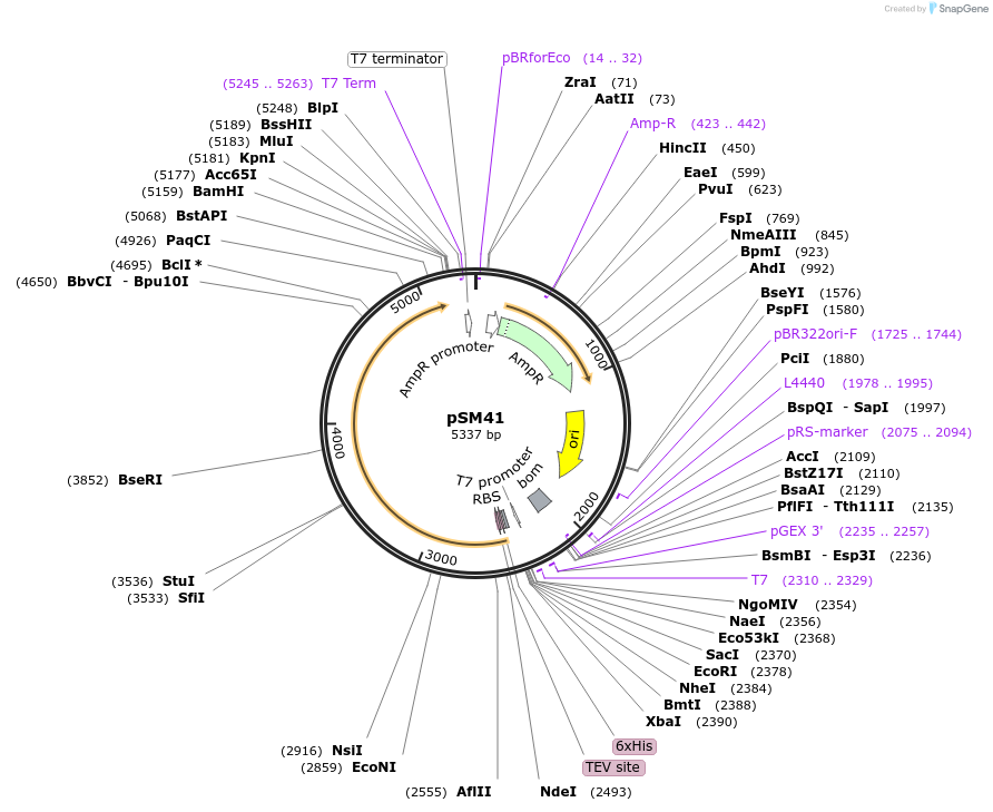 235728-plasmid-map-sequence-id-468451