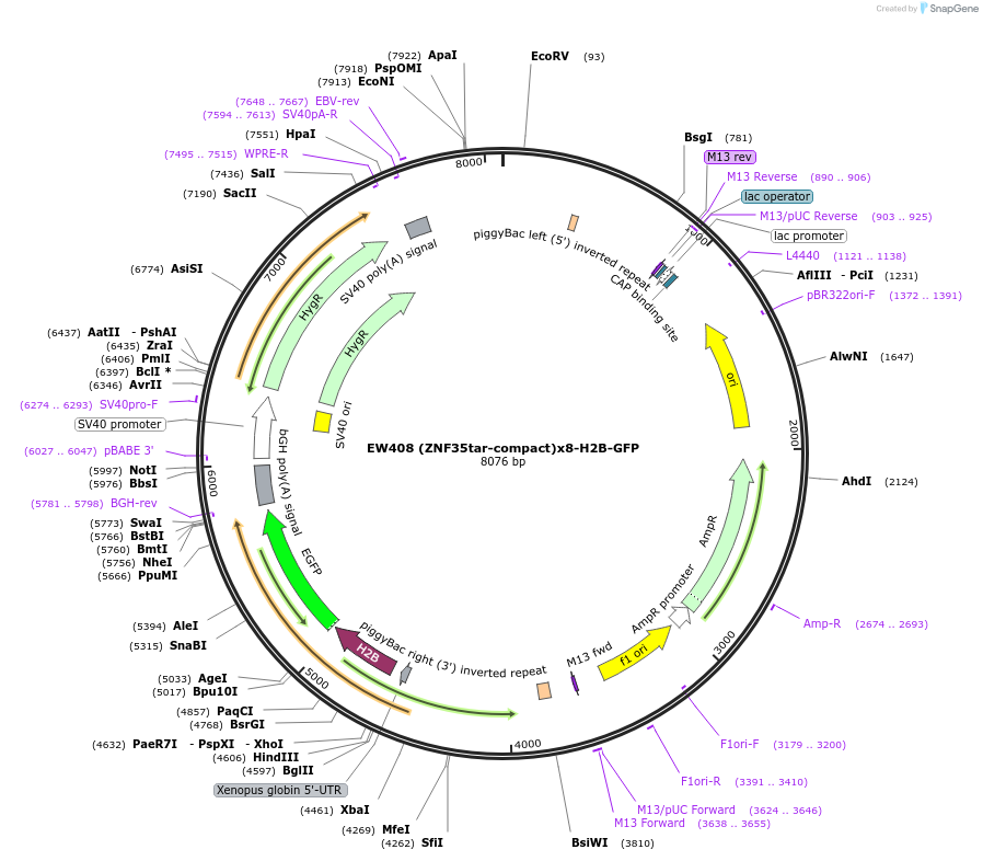236129-plasmid-map-sequence-id-468456