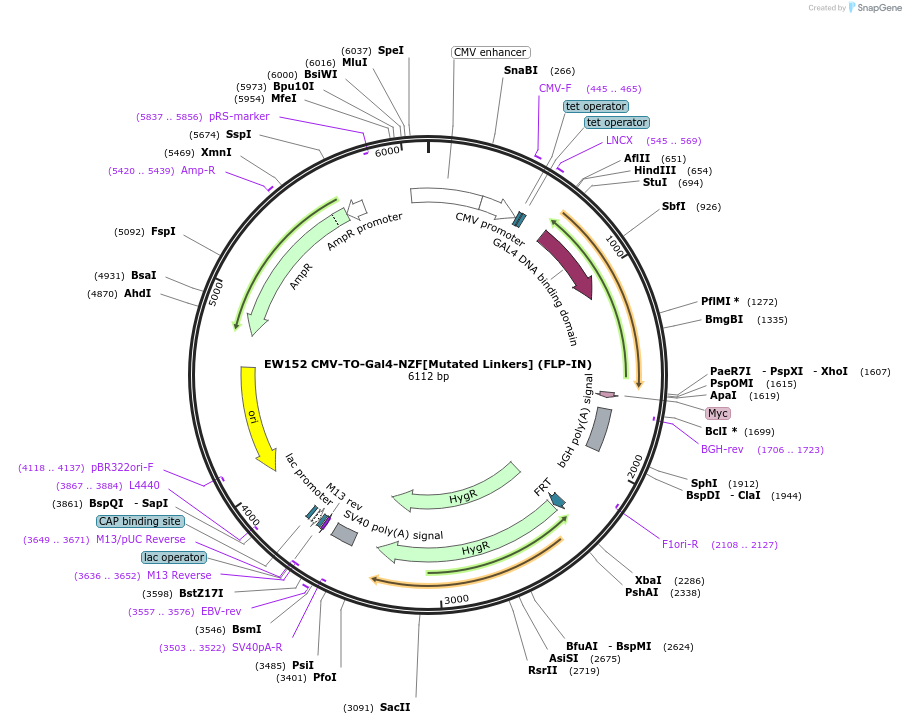 236123-plasmid-map-sequence-id-468457