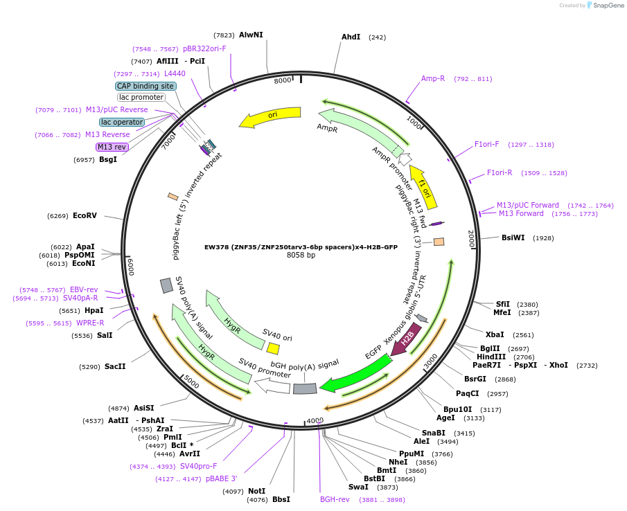 236134-plasmid-map-sequence-id-468458