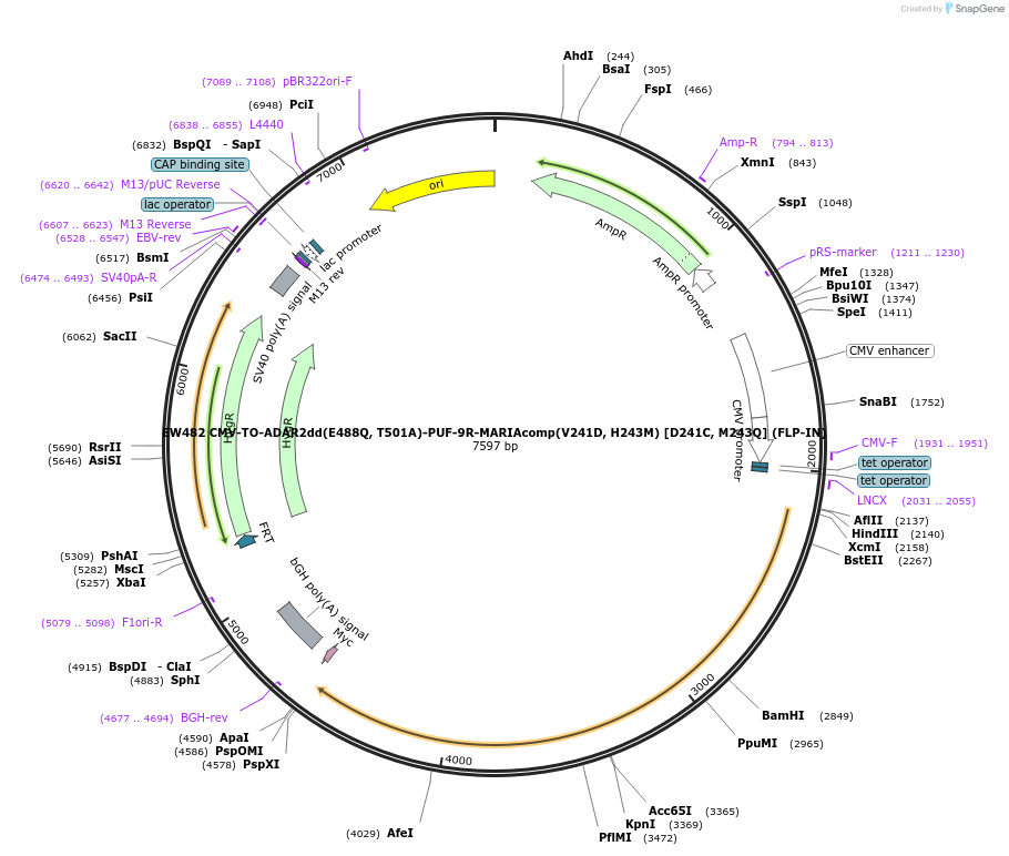 236128-plasmid-map-sequence-id-468464