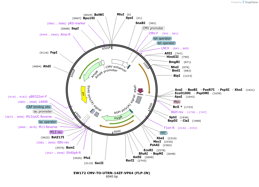 236160-plasmid-map-sequence-id-468466
