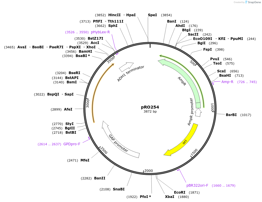 233842-plasmid-map-sequence-id-468468