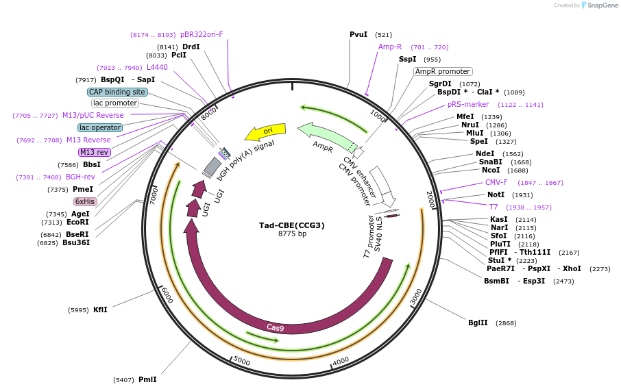235074-plasmid-map-sequence-id-468470