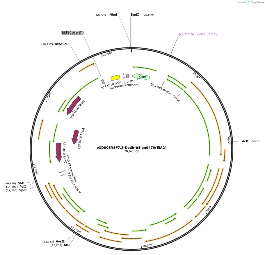 225317-plasmid-map-sequence-id-468476