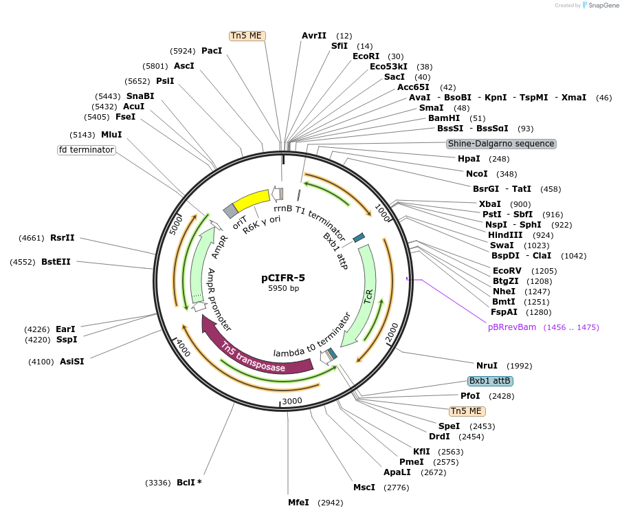 233294-plasmid-map-sequence-id-468478