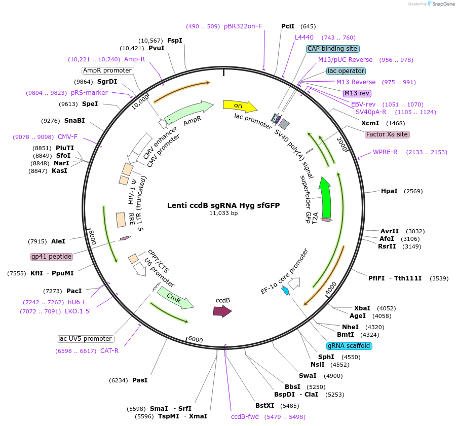 235048-plasmid-map-sequence-id-468481