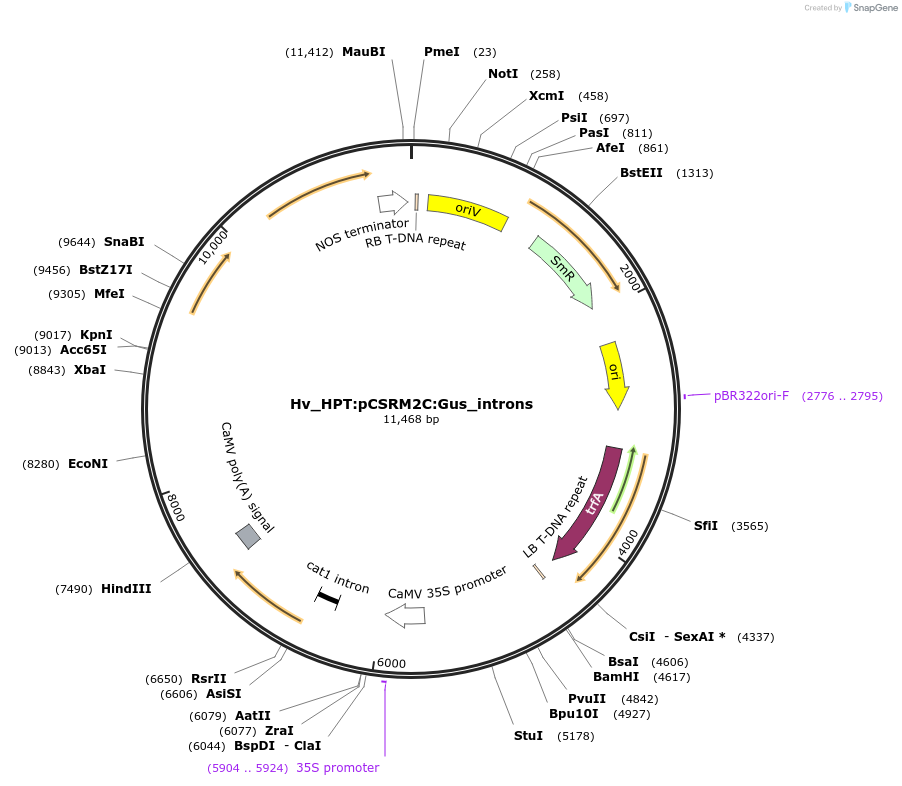 215191-plasmid-map-sequence-id-468482