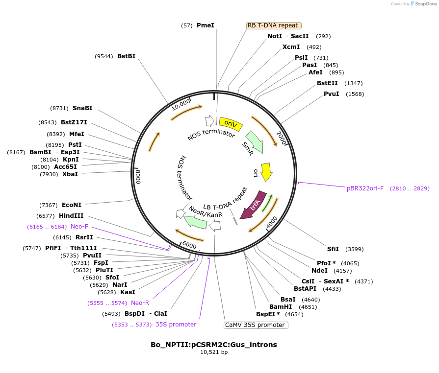 215177-plasmid-map-sequence-id-468486