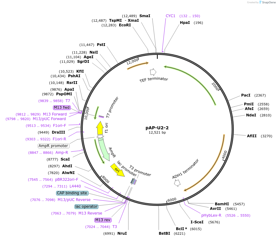 236473-plasmid-map-sequence-id-468487