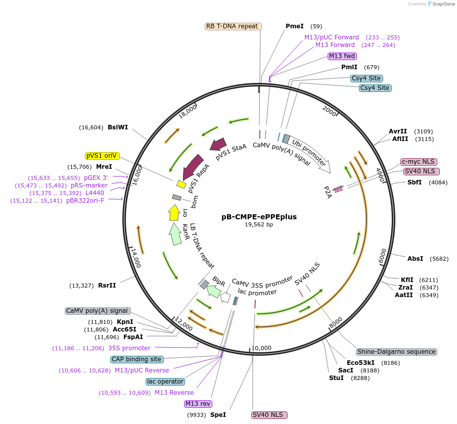 205246-plasmid-map-sequence-id-468500
