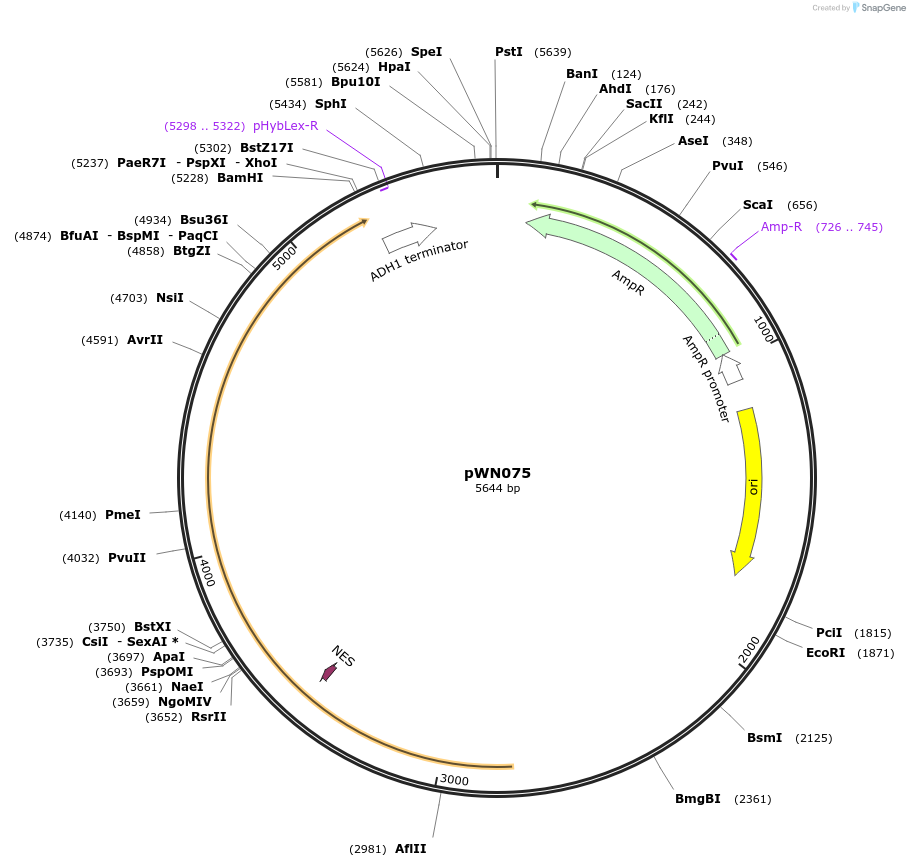 233856-plasmid-map-sequence-id-468521
