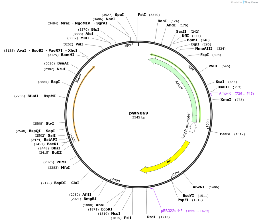 233855-plasmid-map-sequence-id-468522