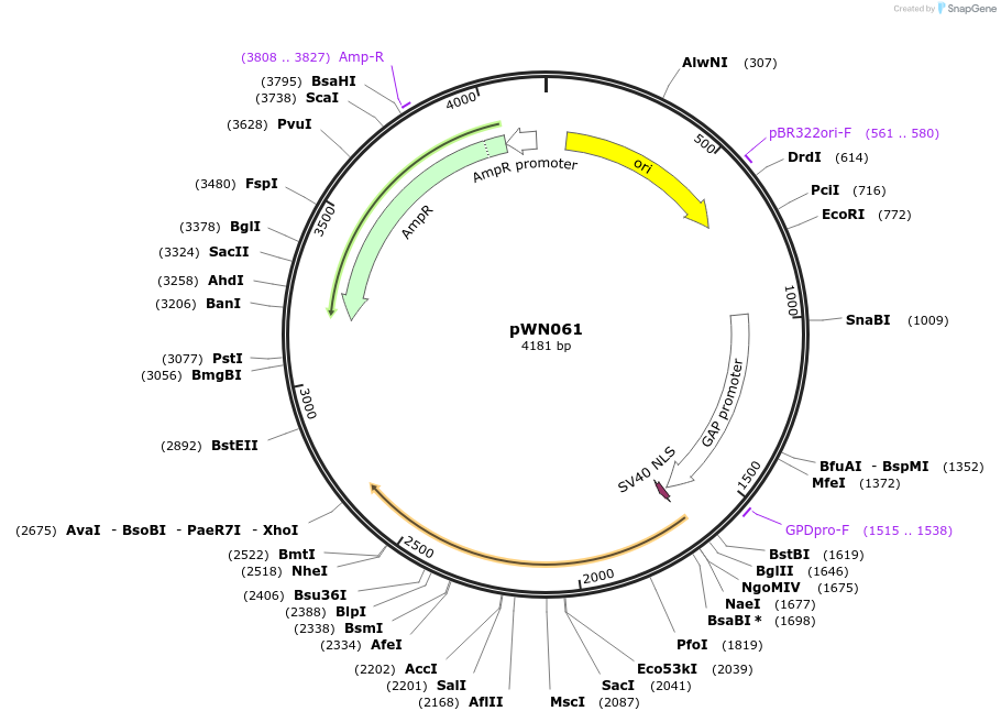 233854-plasmid-map-sequence-id-468523