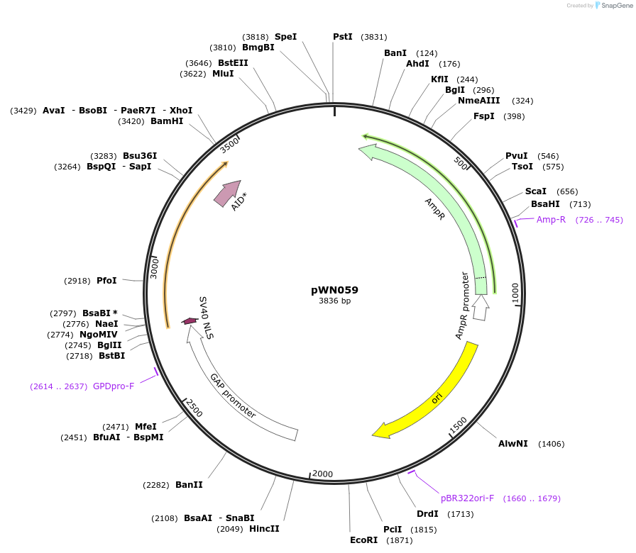 233853-plasmid-map-sequence-id-468524