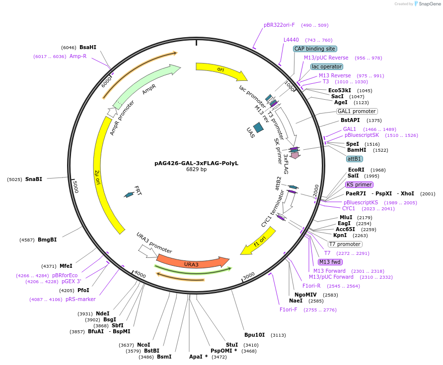 181727-plasmid-map-sequence-id-468556