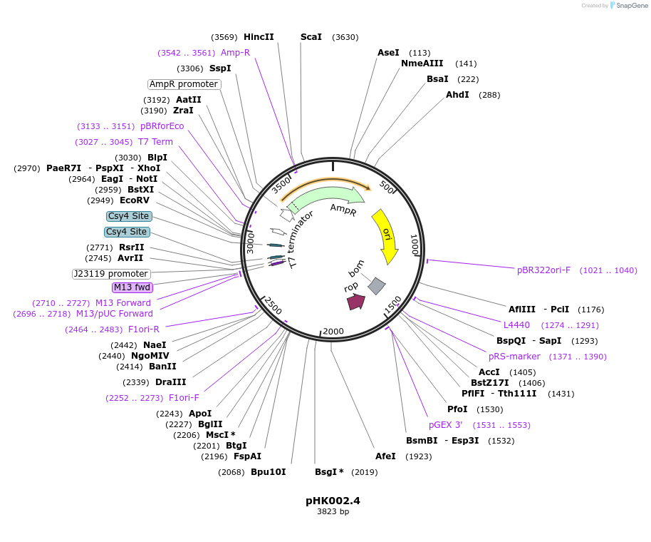 235463-plasmid-map-sequence-id-468586
