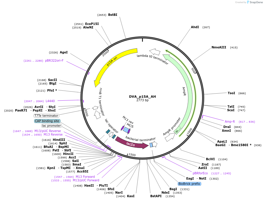 217602-plasmid-map-sequence-id-468587