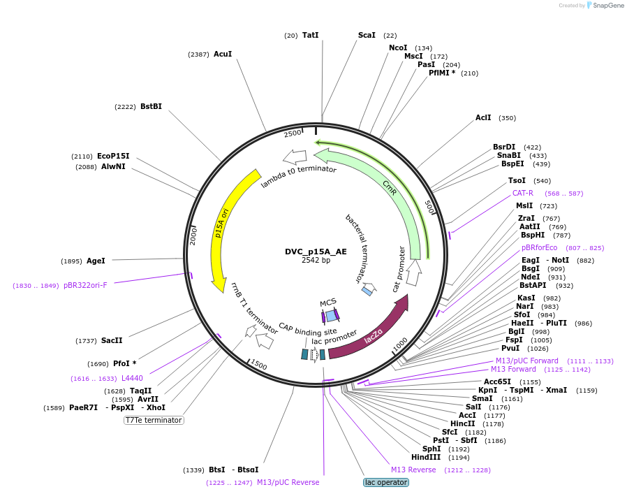 217587-plasmid-map-sequence-id-468600