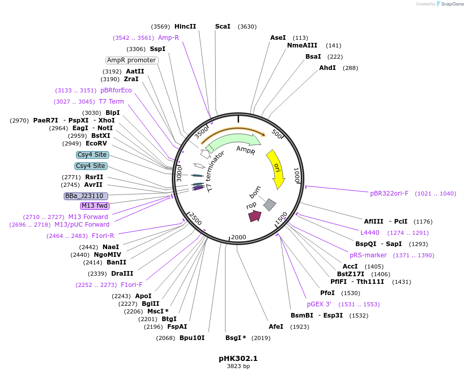 235466-plasmid-map-sequence-id-468602